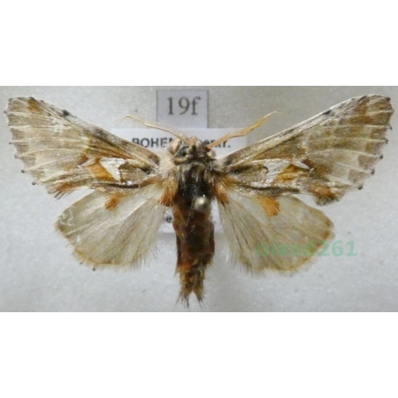 Spatalia argentina (Denis & Schiffermüller, 1775) male Naramiennica srebrnica Czech19f